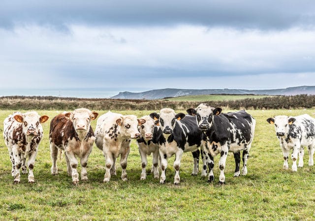 GMO-free pasture milk: respectful of the environment and human-friendly