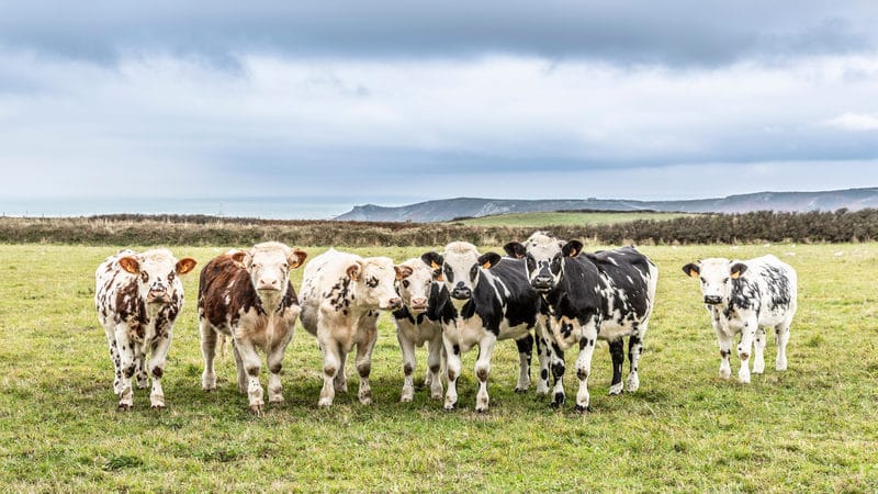 GMO-free pasture milk: respectful of the environment and human-friendly